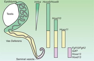 One Tool for Many Jobs: Divergent and Conserved Actions of Androgen Signaling in Male Internal Reproductive Tract and External Genitalia